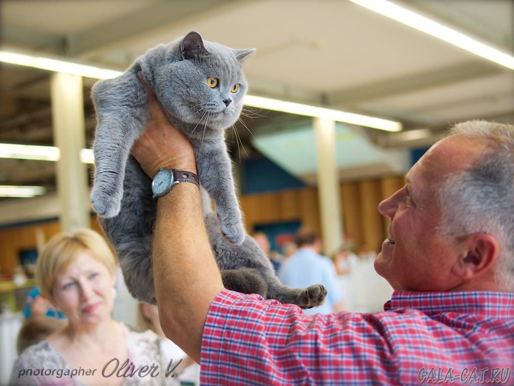 Британский кот Tanzanit Zakhar на выставке Ostrava-2018, NOM BIS
