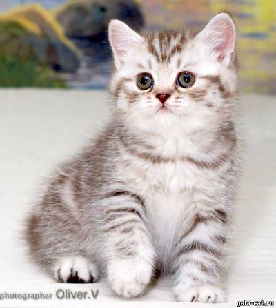 Британский котенок шоколадный серебристый пятнистый