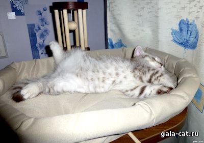 Британский котёнок шоколадный серебристый пятнистый