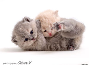 Британские котята в возрасте 3 недель gala-cat.ru
