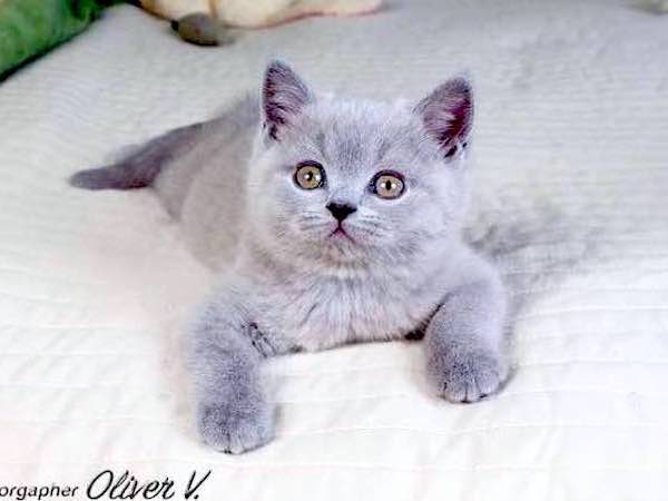 Британский голубой котёнок