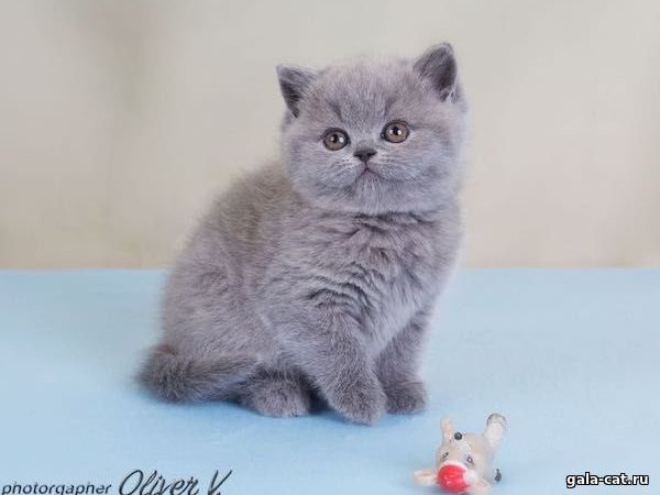 британский голубой котёнок в возрасте 6 недель