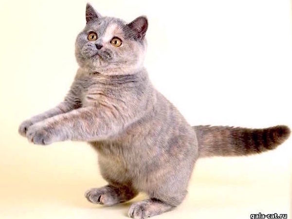 Голубо-кремовая британская кошечка в возрасте 5 мес. gala-cat.ru