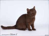 Британская шоколадная кошечка в возрасте 3 мес. Питомник gala-cat.ru