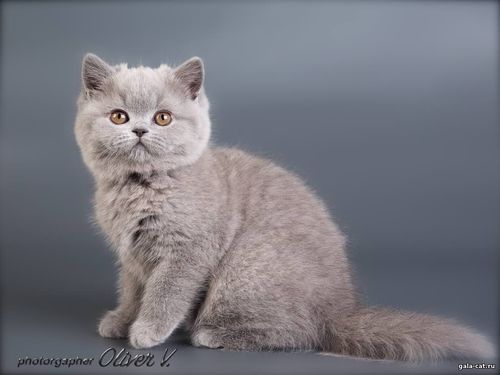 Голубой британский котёнок в возрасте 10 недель, gala-cat.ru