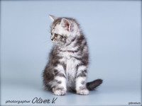 британский котенок черный серебристый мраморный