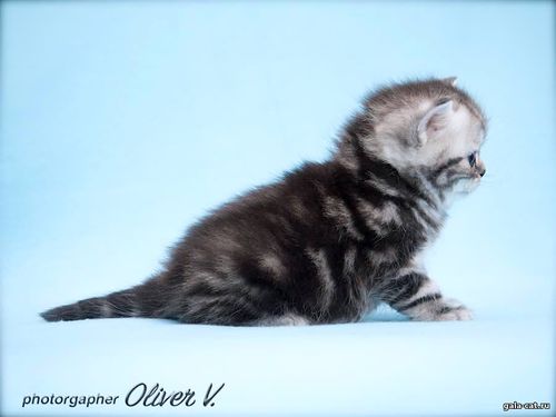 Британский котенок черный серебристый мраморный, 4 недели