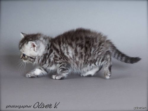 Британский котенок черный серебристый пятнистый в возрасте 5 недель