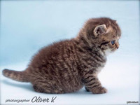 Британский котенок черный золотой пятнистый в возрасте 4 недели