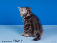 британский котенок черный серебристый мраморный в возрасте 7 недель