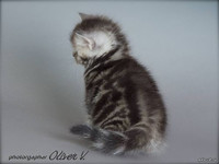 Британский котенок черный серебристый мраморный, 5 недель