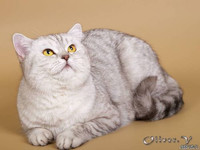 Британская кошка Матильда, 2 года 8 мес