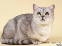 Британская кошка Матильда, 1 года 8 мес