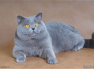 Голубой британский кот - High Class*RU