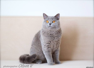 британский голубой кот