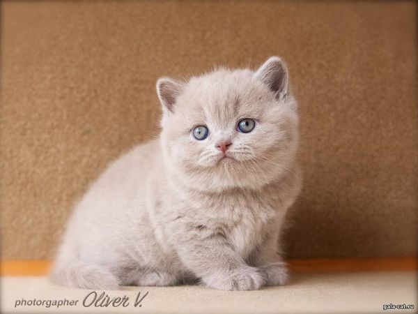 британский лиловый котёнок, 1 месяц