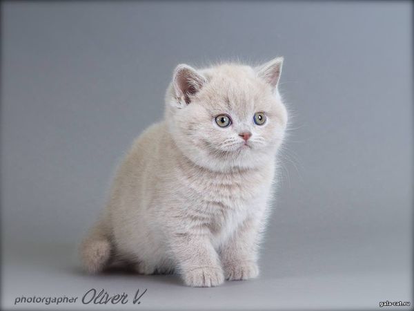 британский котёнок лиловый в возрасте 7 недель