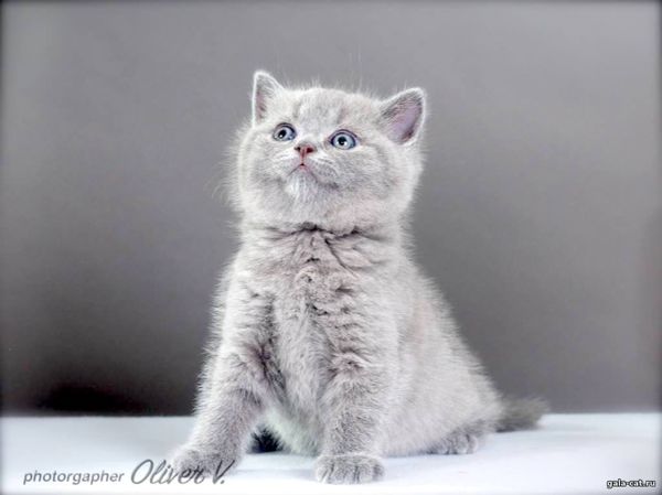 британский голубой котик