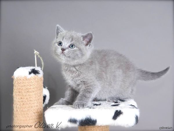 британский котёнок голубого окраса