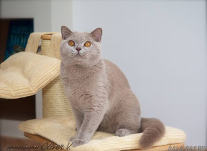 британский кот лилового окраса в возрасте 7 мес.