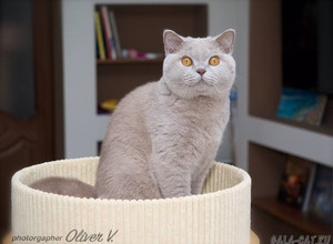 Британский кот Gucio Di Dworek*PL, лилового окраса в возрасте 7 мес.