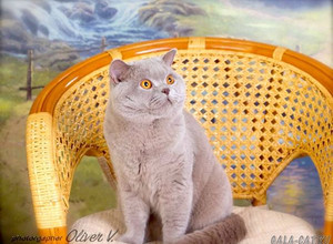 Британский кот Gucio Di Dworek*PL, BSH c На фото коту 1 год и 3 мес.