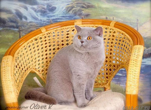 Британский кот Gucio Di Dworek*PL, BSH c На фото коту 1 год и 3 мес.