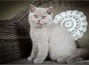 Британский котенок лилового окраса в возрасте 2 мес.