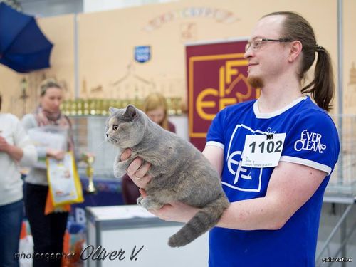 Британская кошка Zoluschka High Class*RU, КЭТСБУРГ-2017