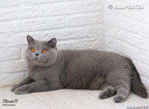 Голубая британская кошка