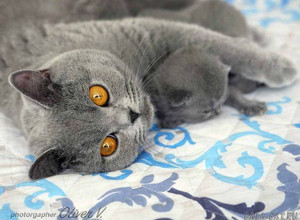 Голубая британская кошка с котенком