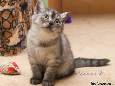 Британские котята из питомника gala-cat.ru