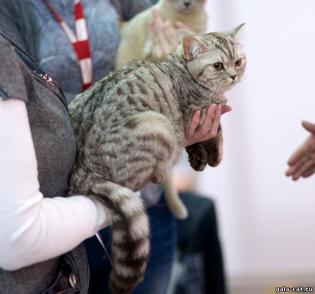 Фоторепортаж Виктора Олифирова с Международной выставки кошек "Содружество 2012"