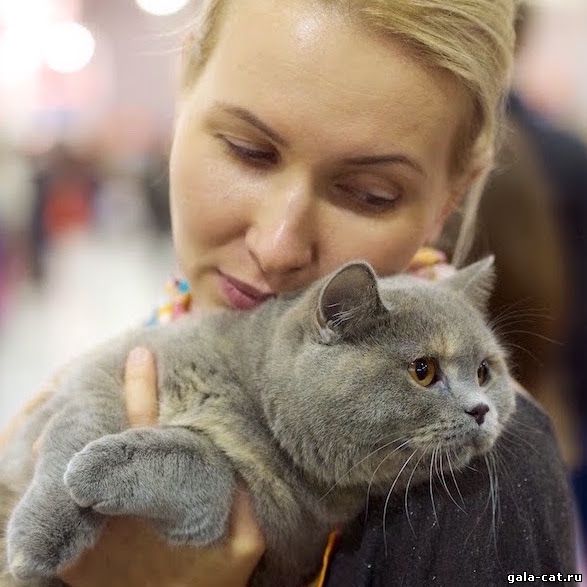 Фоторепортаж Виктора Олифирова с Международной выставки кошек "Экспокот 2013"