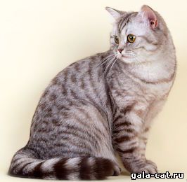 Британская кошка Jessica Moore from GALA, шоколадная пятнистая серебристая