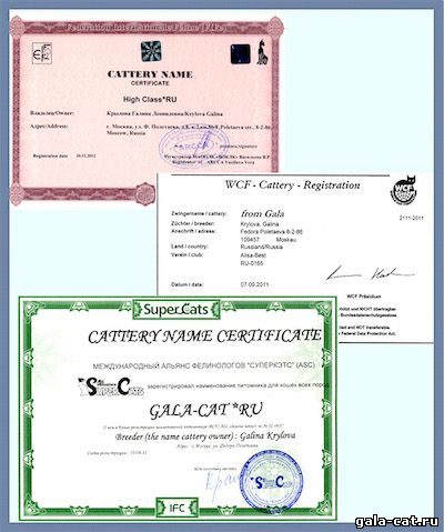 Сертификаты питомника gala-cat.ru